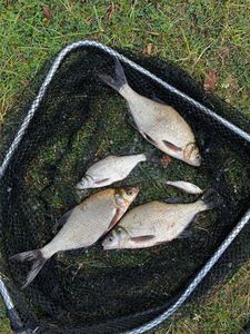 Common Bream