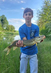 Northern Pike