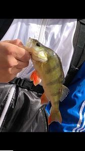 European Perch