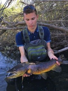 Brown Trout