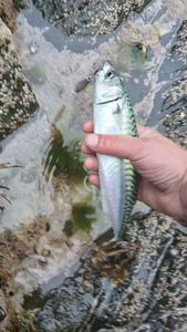 Mackerel