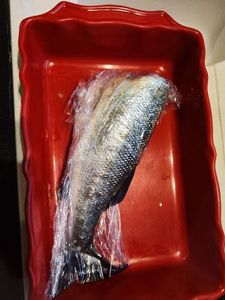 European Bass (Seabass)