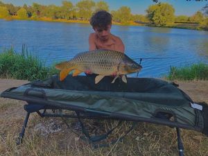 Common Carp