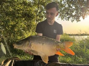 Mirror Carp