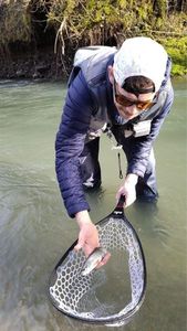 Brown Trout