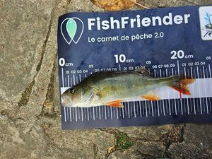 European Perch