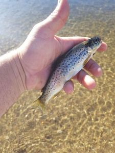 Brown Trout