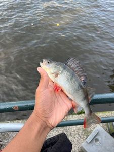 European Perch