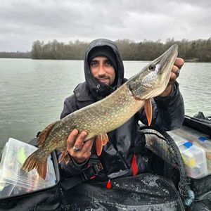 Northern Pike