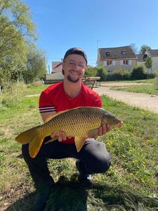 Common Carp