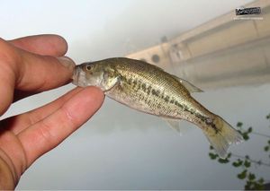 Smallmouth Bass