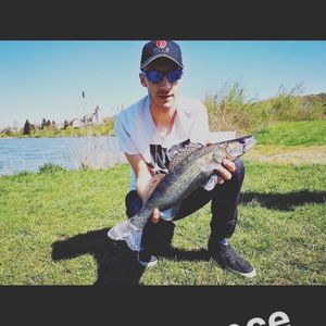 Zander
