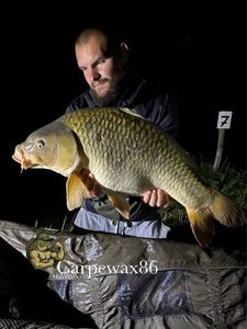 Common Carp