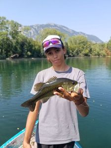 Largemouth Bass