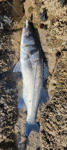 European Bass (Seabass)