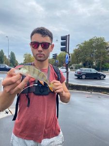 European Perch