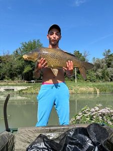 Common Carp
