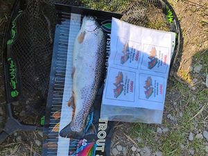 Rainbow Trout