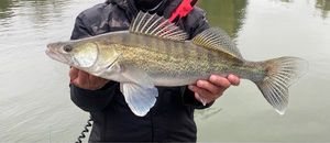 Zander