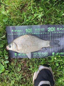 Crucian Carp