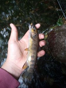 Brown Trout