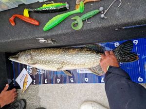 Northern Pike