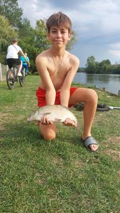 Common Bream