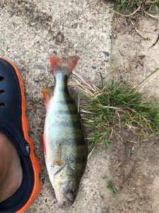 European Perch