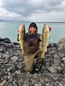 Atlantic Cod (Baltic)