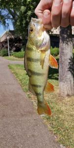 European Perch