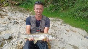 Brown Trout