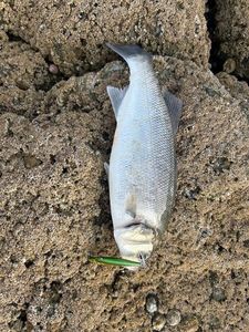European Bass (Seabass)