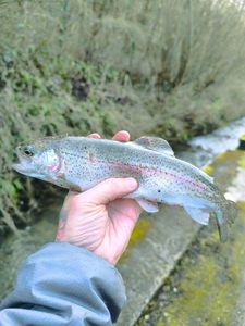 Rainbow Trout