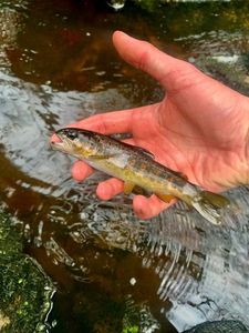 Brown Trout