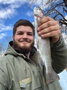 Rainbow Trout