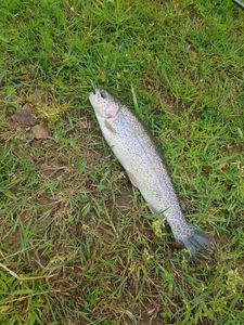 Rainbow Trout