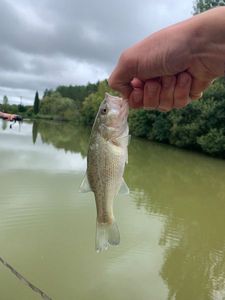 Largemouth Bass