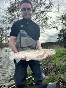 Grass Carp