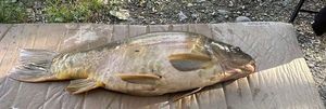 Mirror Carp