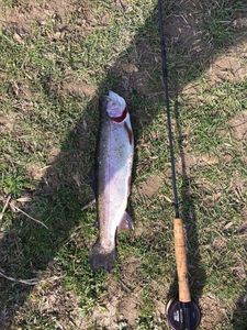 Rainbow Trout