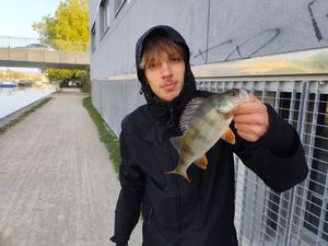 European Perch