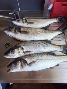 European Bass (Seabass)