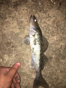 Zander