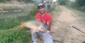 Common Carp