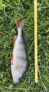 European Perch