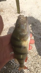European Perch