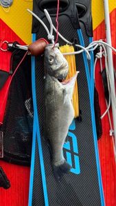 European Bass (Seabass)