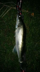 Zander