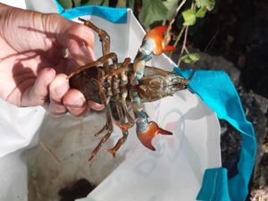 American Signal Crayfish