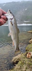 Brook Trout